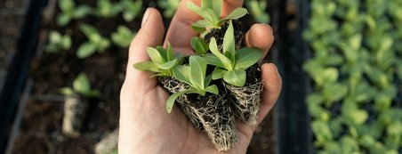 Berufseinstiegsschule - Technik - Klasse I – Schwerpunkt Gartenbau und Hauswirtschaft